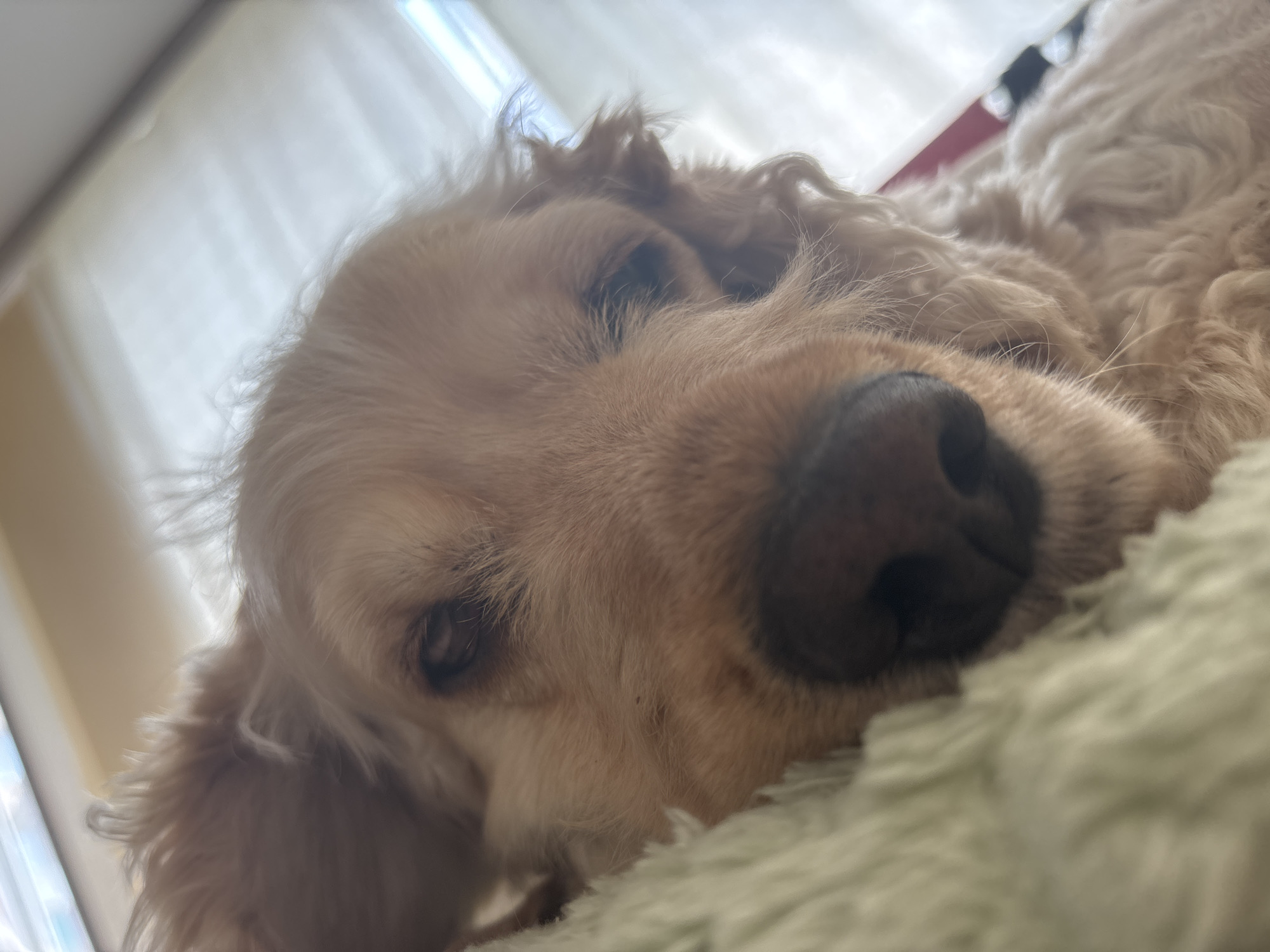 Cocker spaniel napping and lounging on a green blanket