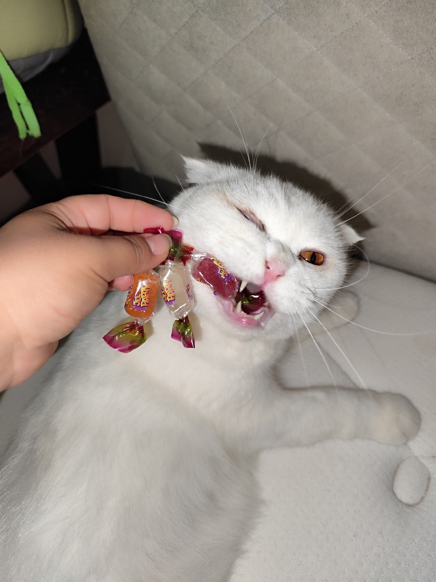 Cat poses with candy collection in Turkey photo session