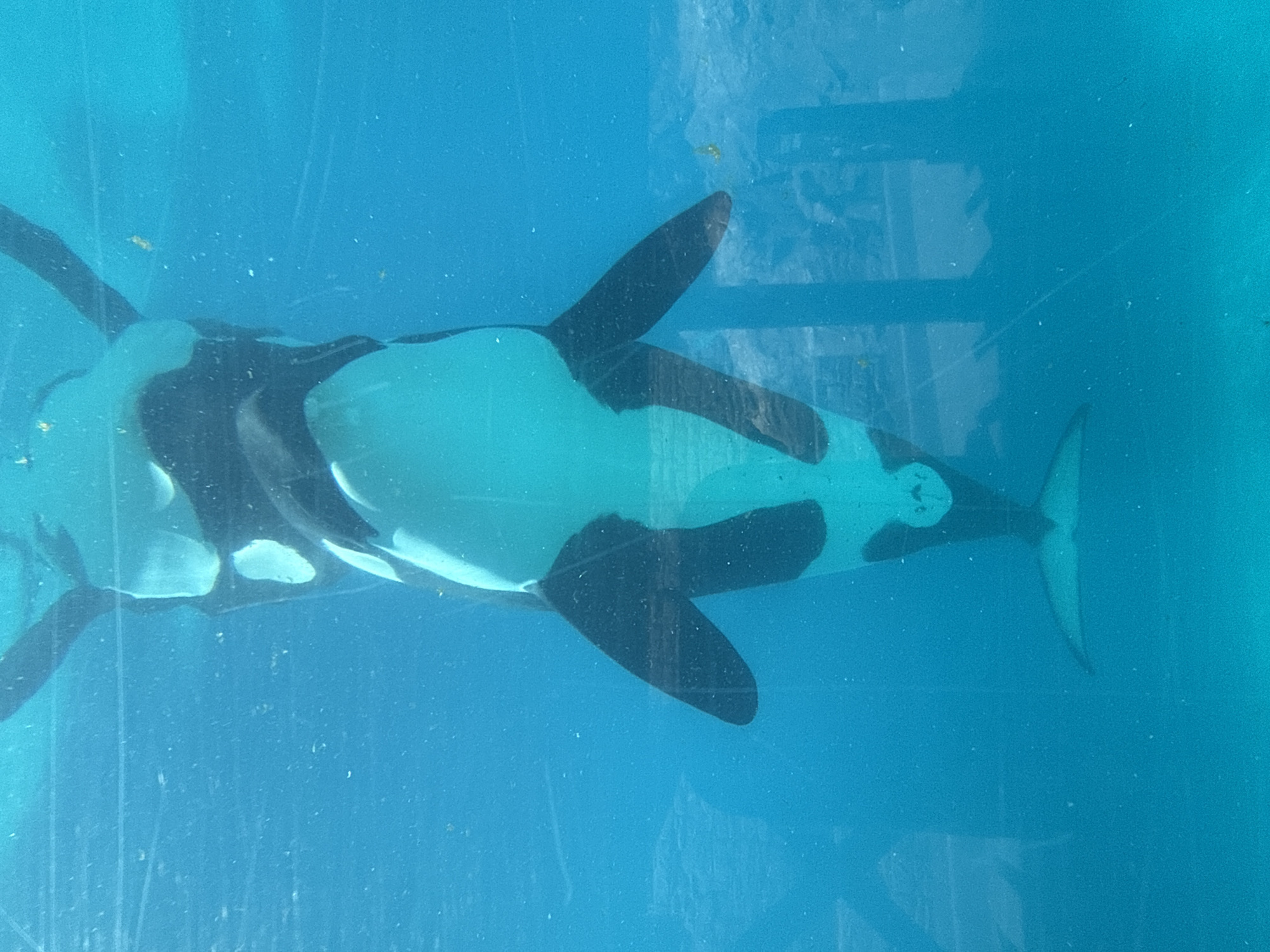 Evening visitors document orcas and sharks at SeaWorld San Diego