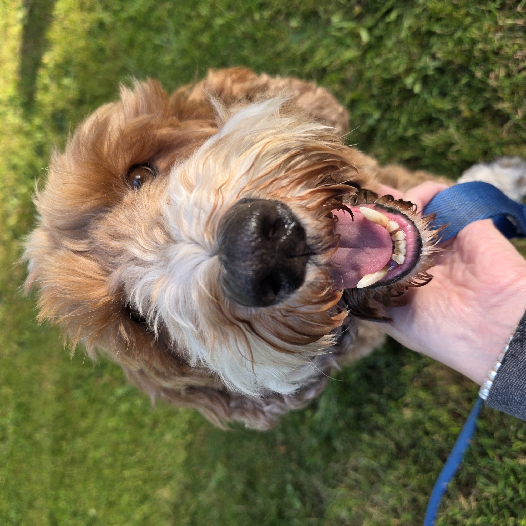 Dog, garden flowers, and backyard wildlife in Portland