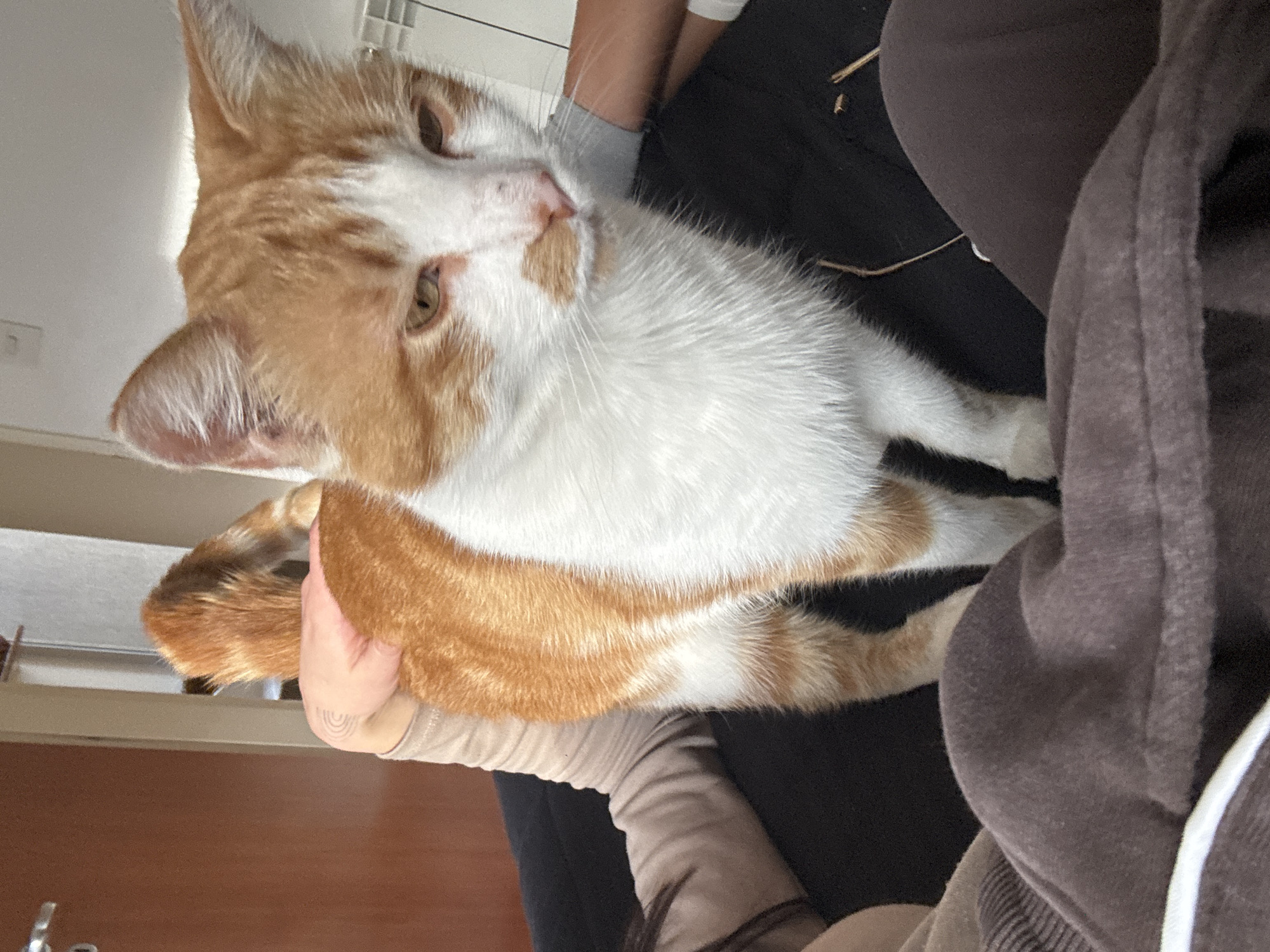 Person spends evening with cat in Trelew backyard