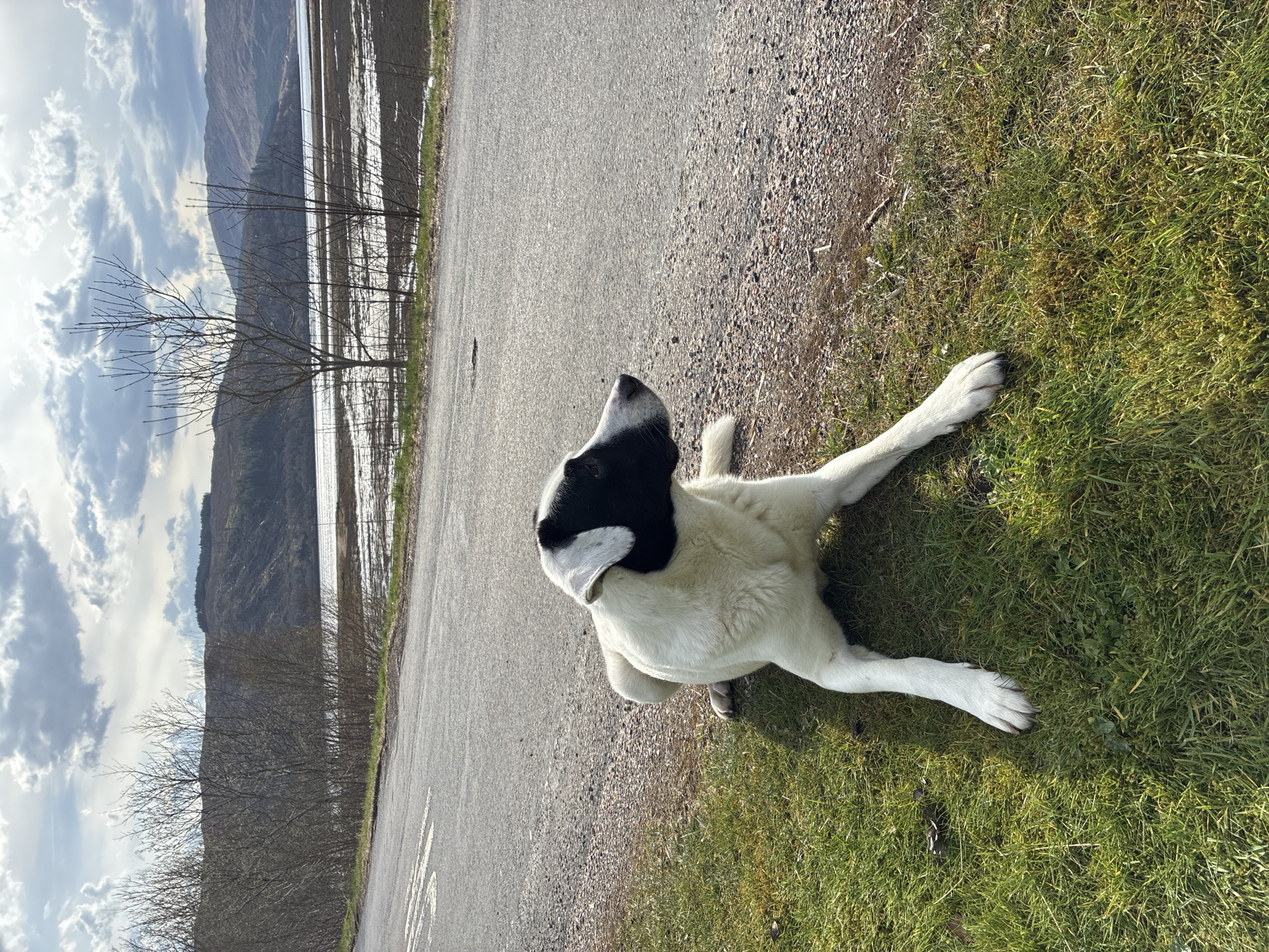 Dog observed on road in Strontian, Scotland