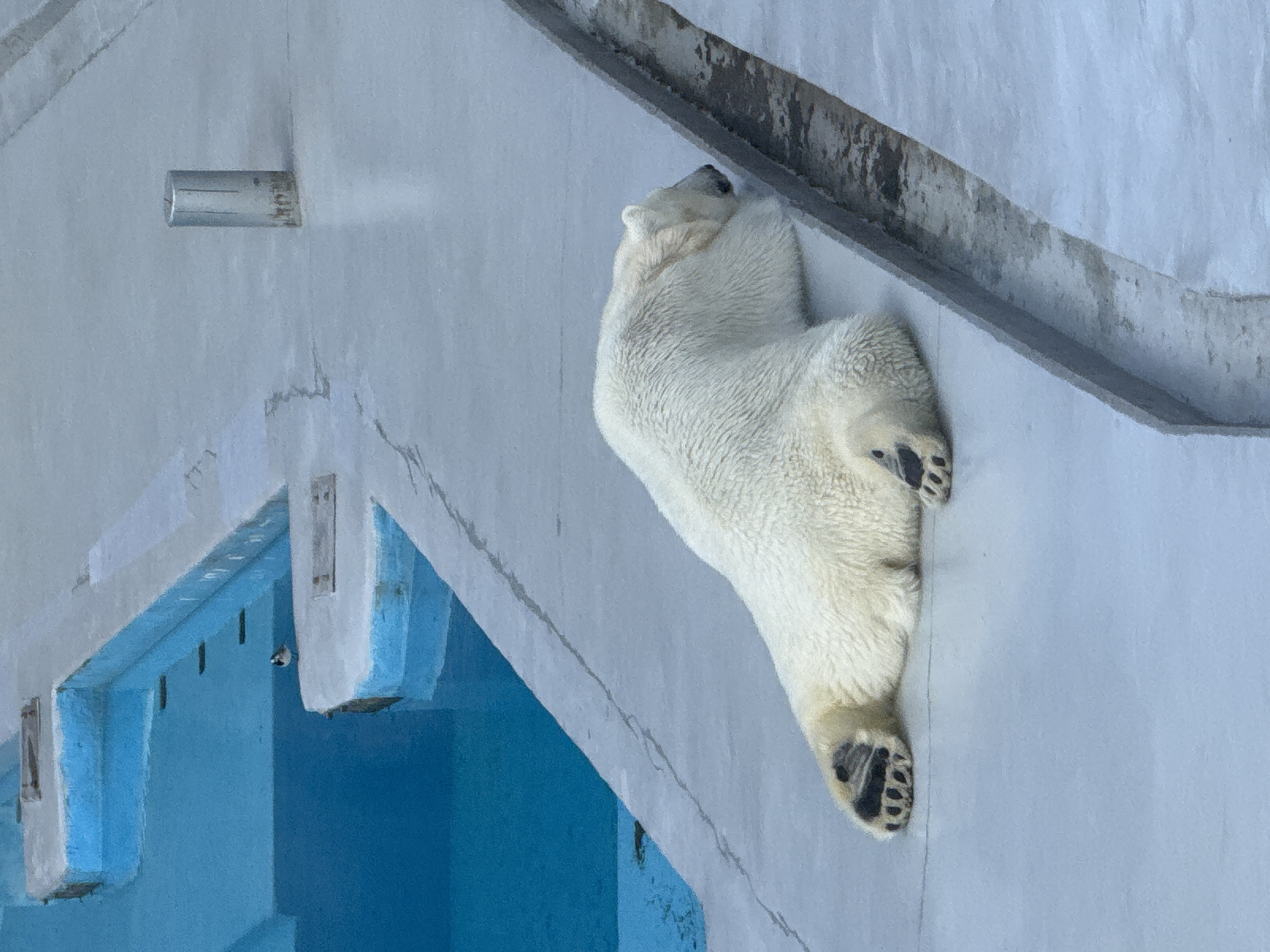 Arctic animals observed at Izhevsk Zoo during morning hours