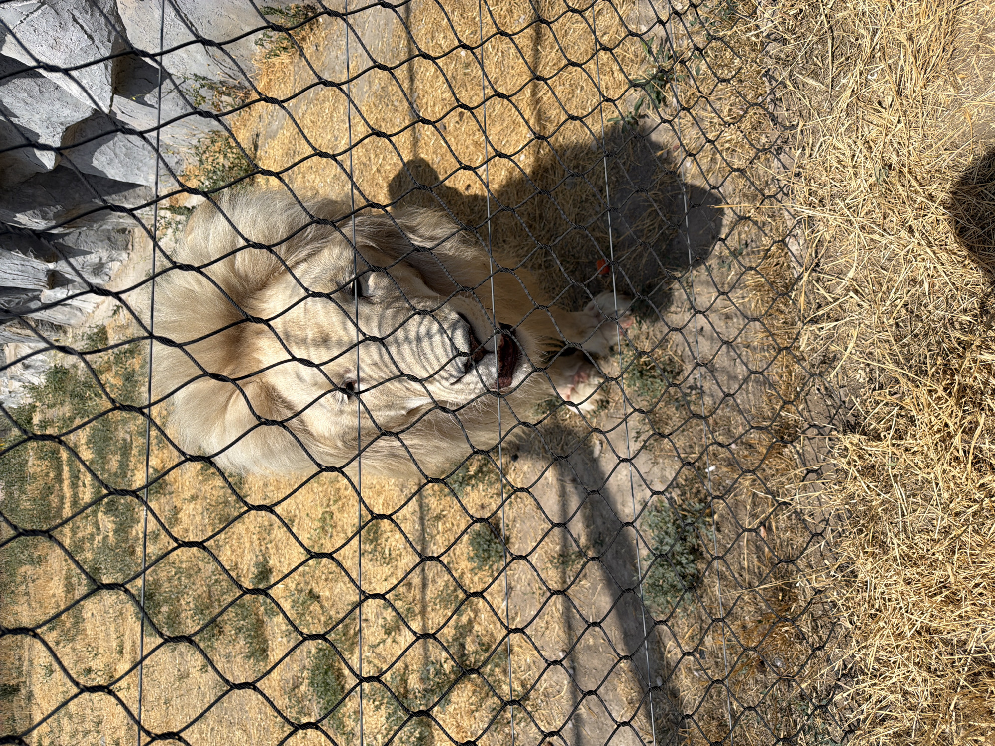 White lion and berry shrub at a Yerevan wildlife park