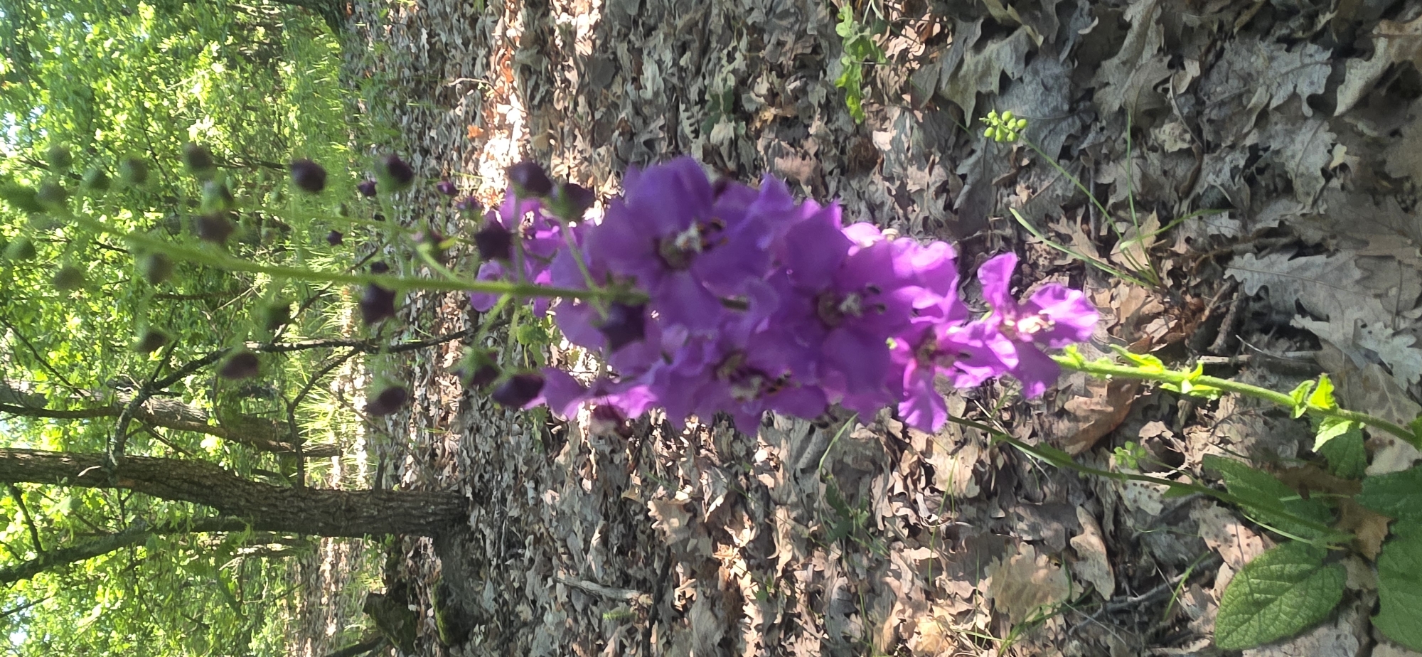 Morning forest walk documented near Prilep, Bulgaria