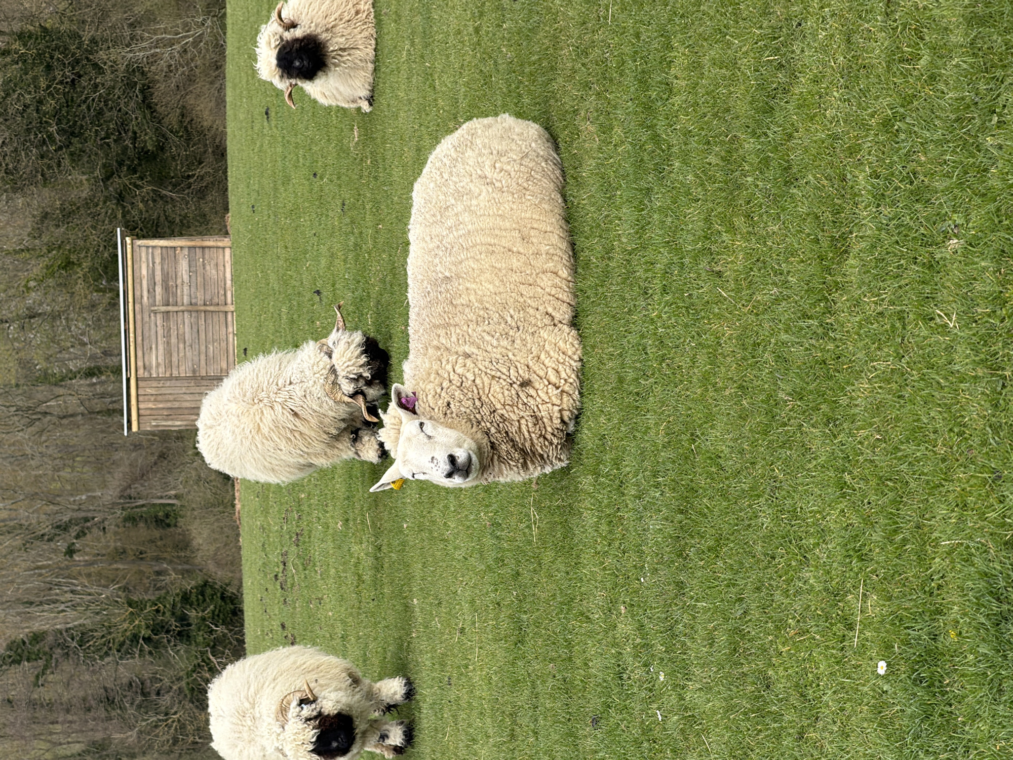 Sheep graze in Maidstone countryside under overcast skies