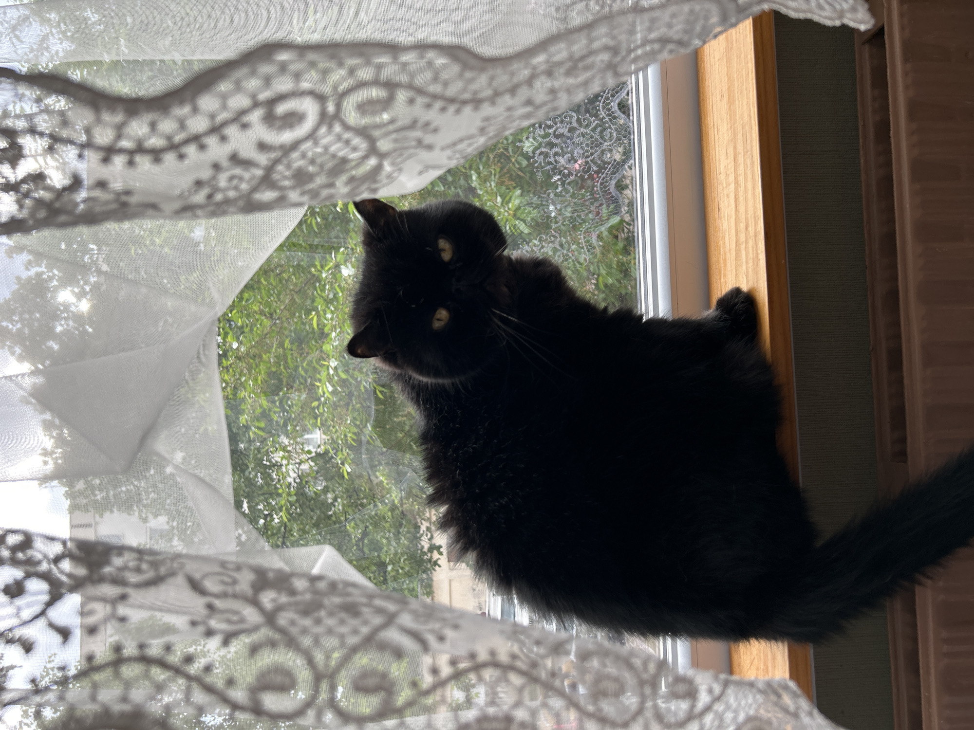 Black cat observed gazing from window sill