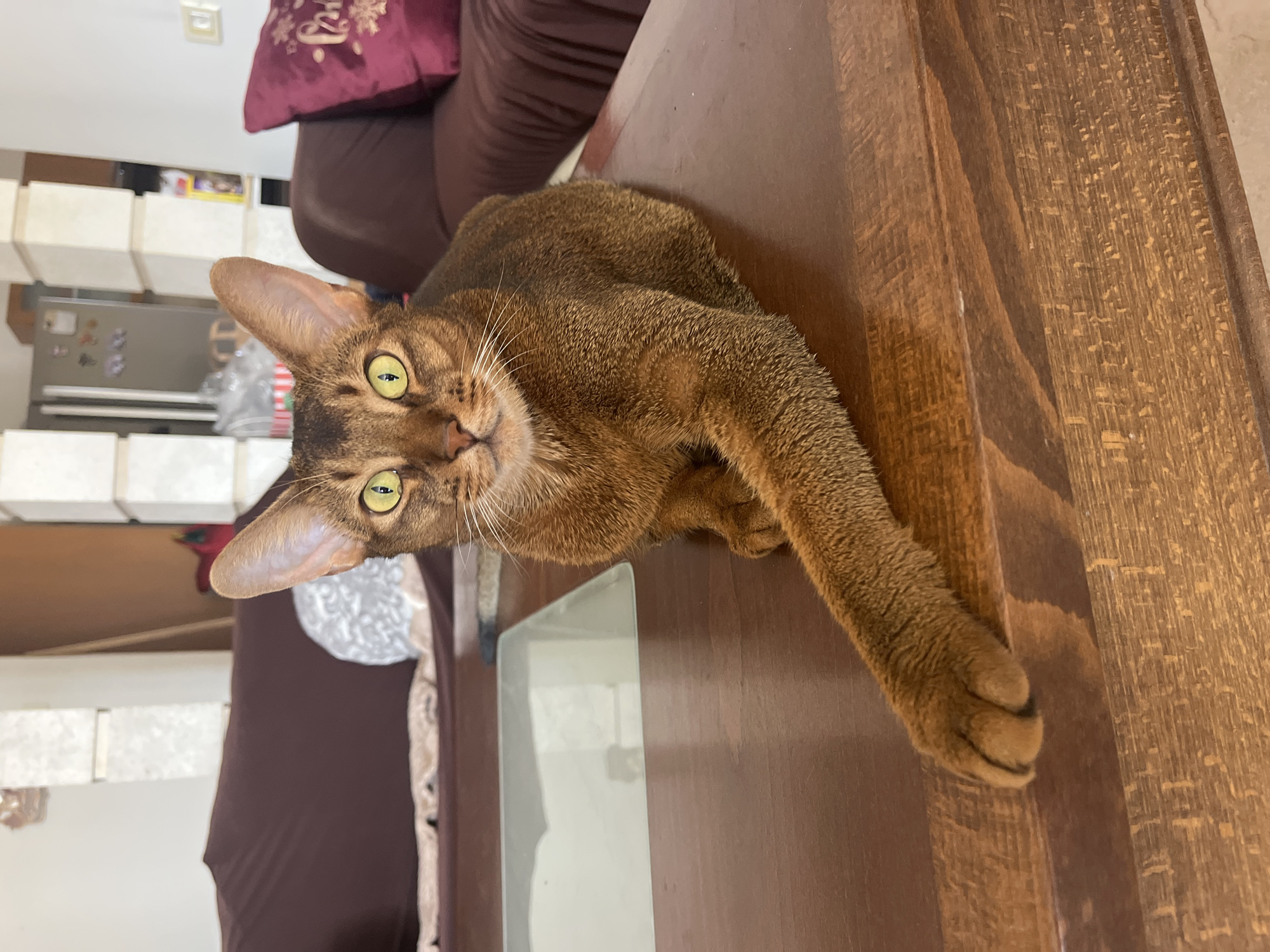 Abyssinian cat relaxes on a coffee table at home