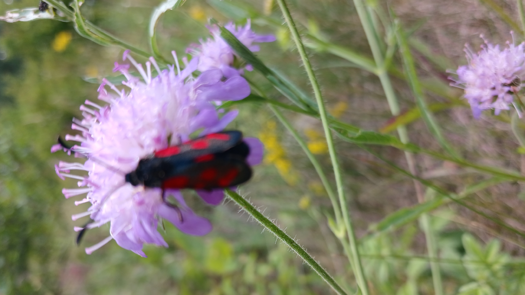 Summer nature walk through forest and wildflowers in Monastyryska