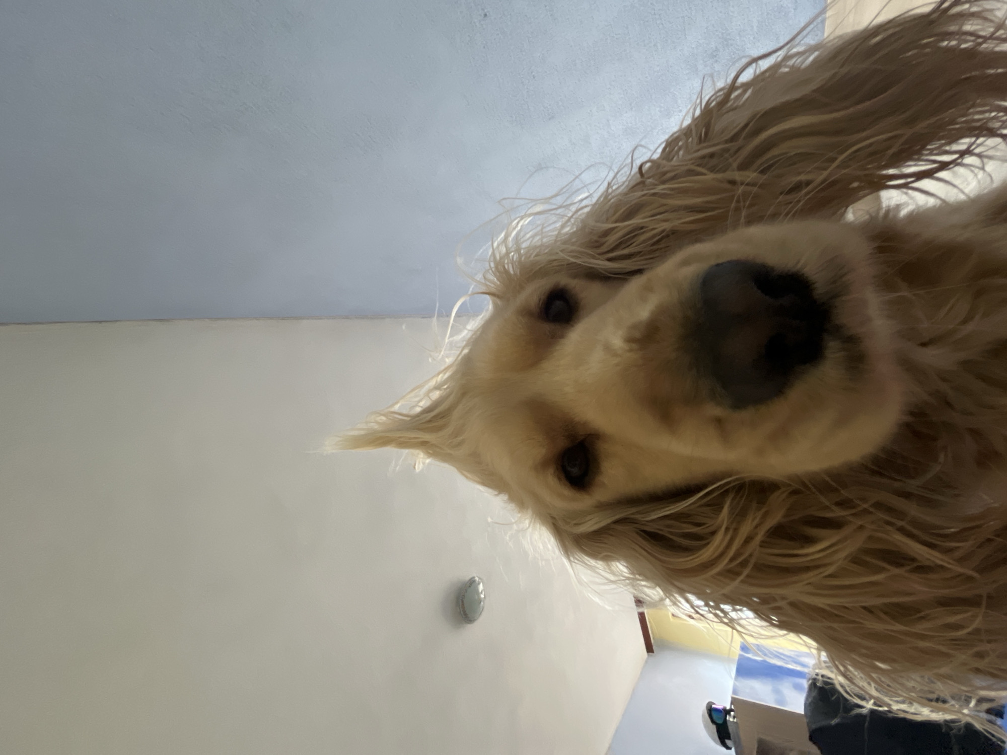 Golden retriever photographed close-up in Chepelare, Bulgaria