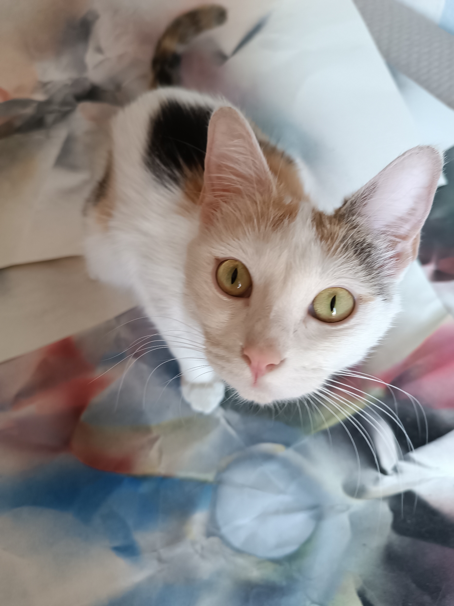 Quiet afternoon moments with calico cat documented in Viadana