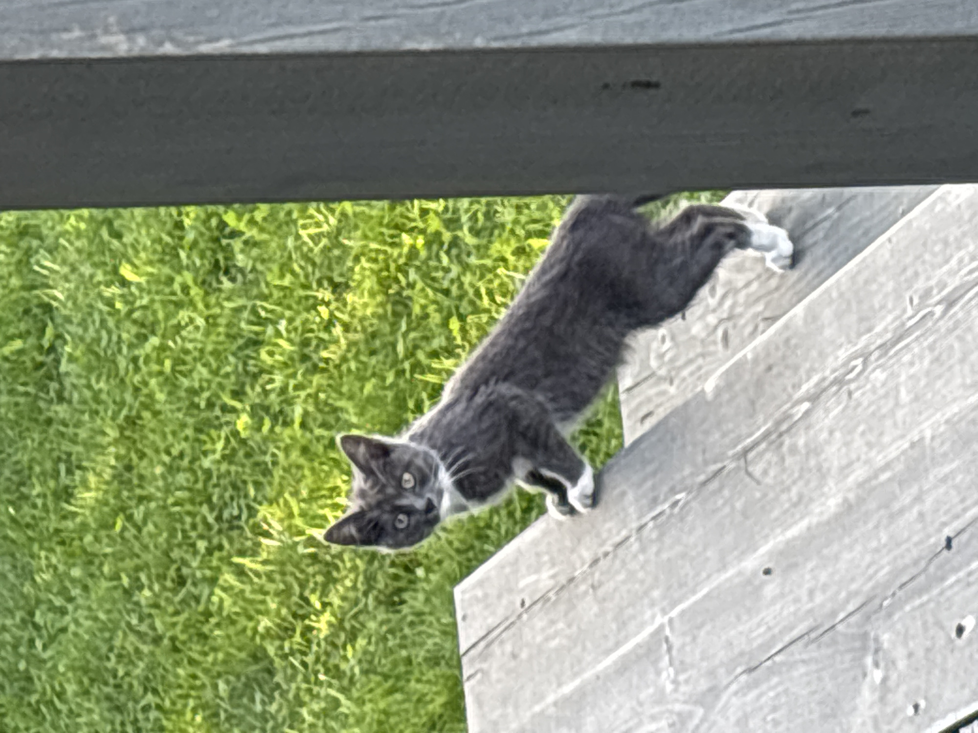 Kittens exploring a Zvenigorod dacha on a summer afternoon