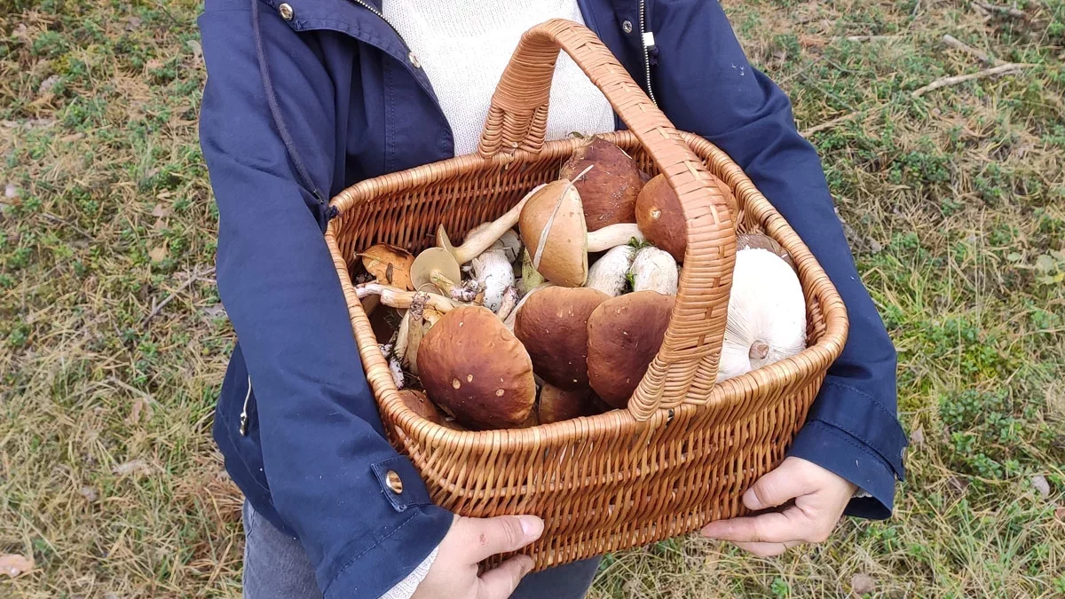 Wysyp grzybów w województwie łódzkim. Pokazują najlepsze miejscówki