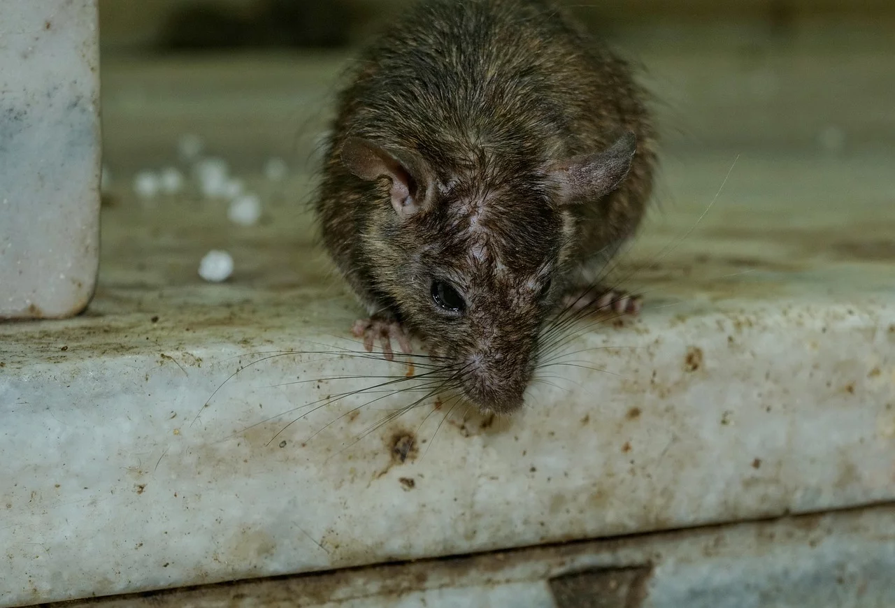 8 skutecznych sposobów na szczury w domu. Bez trutki i chemii