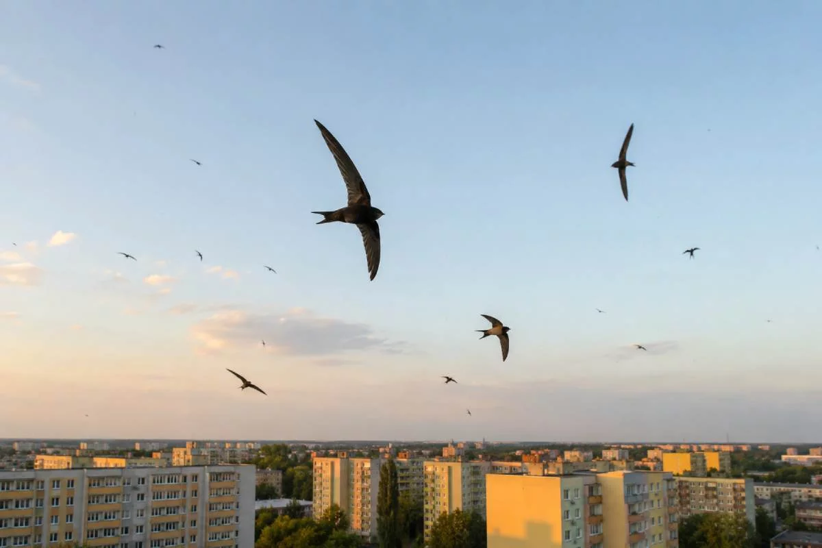 Odlatują w połowie sierpnia, aby wrócić w maju. Niezwykłe ciekawostki o jerzykach