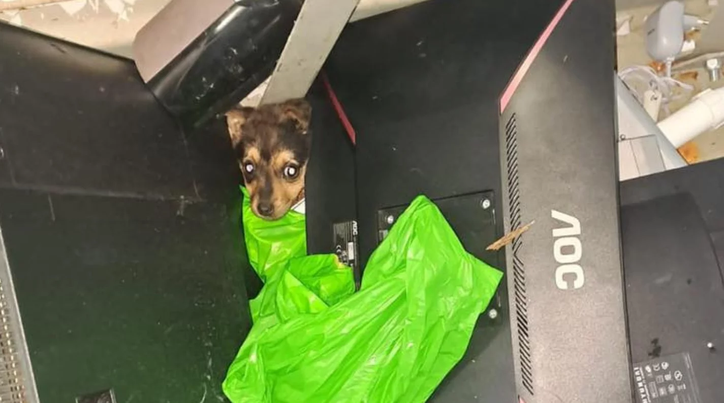 Szokujące i okrutne zdarzenie na Przytorzu. Ktoś wyrzucił małego pieska do śmietnika [FOTO]