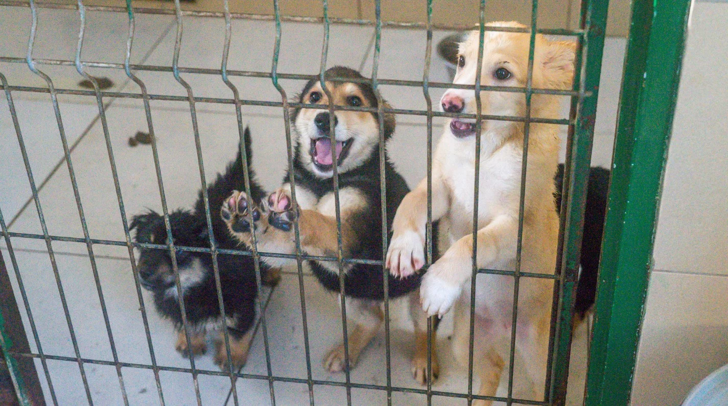 Ruszają spacery w schronisku dla zwierząt. Kto będzie wyprowadzać psy?