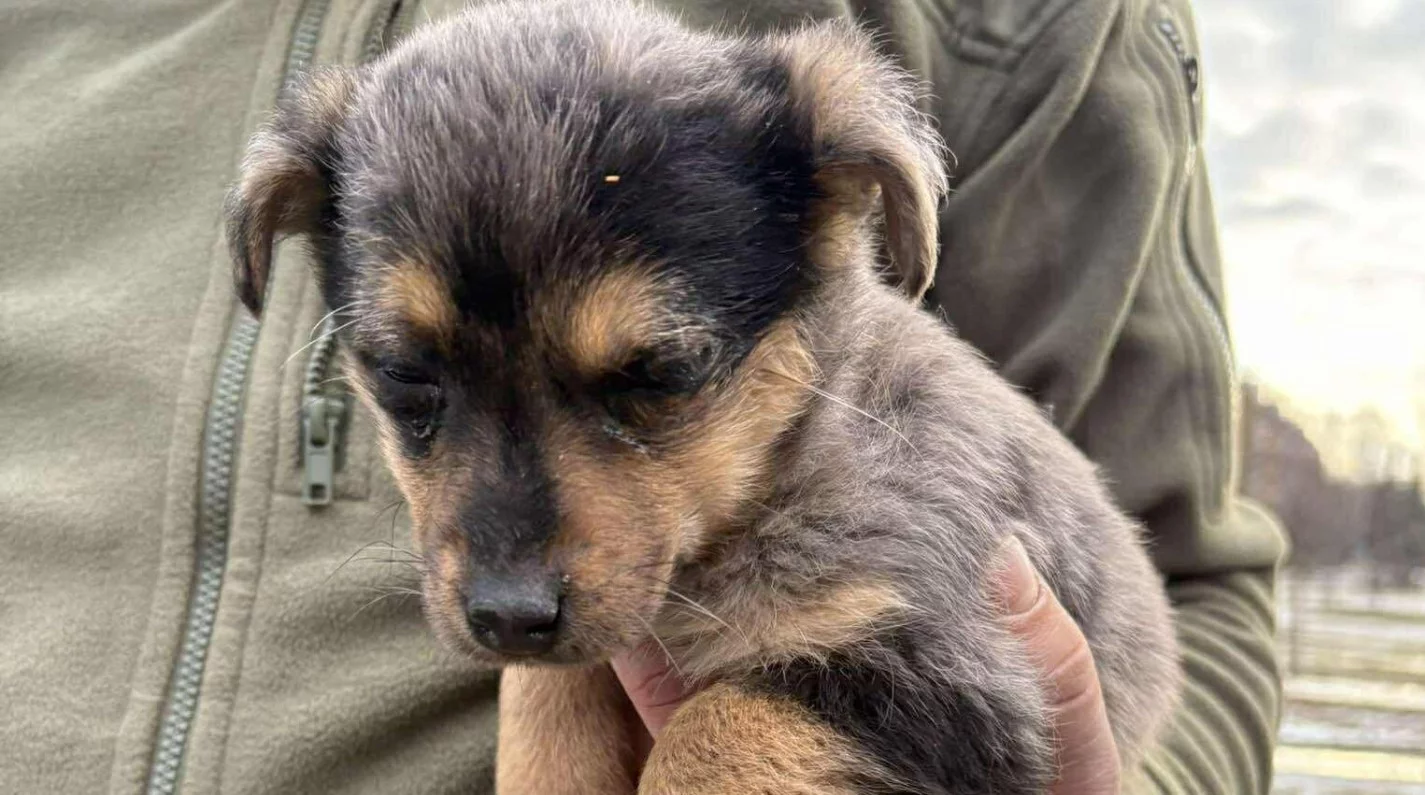 Doda w schronisku dla zwierząt w naszym mieście. Ma cztery nogi i… dużo szczęścia