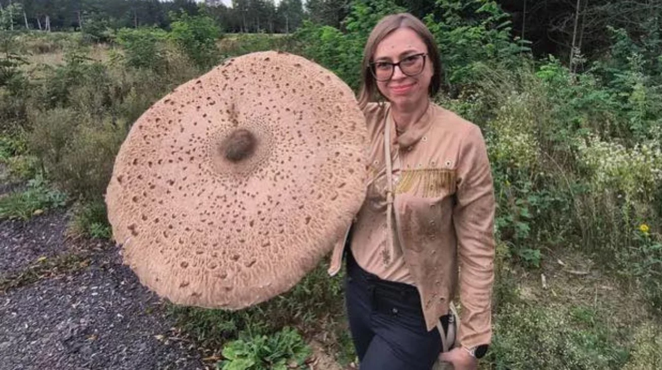 Znalazła kanię wielkości parasolki! Sprawdź, gdzie iść na grzyby w województwie łódzkim