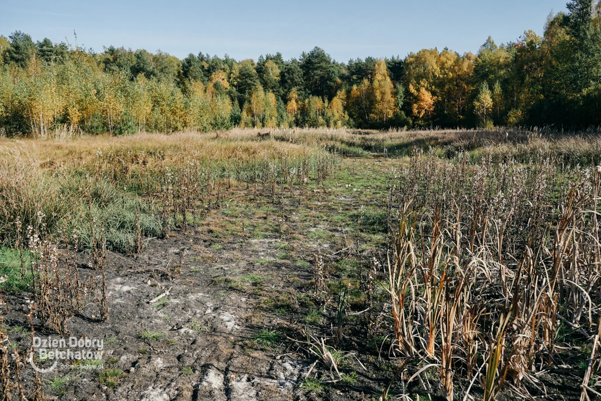 Malowniczy zbiornik koło miasta wyschnął. Kiedyś kąpiele i ryby, a dziś... pastwisko
