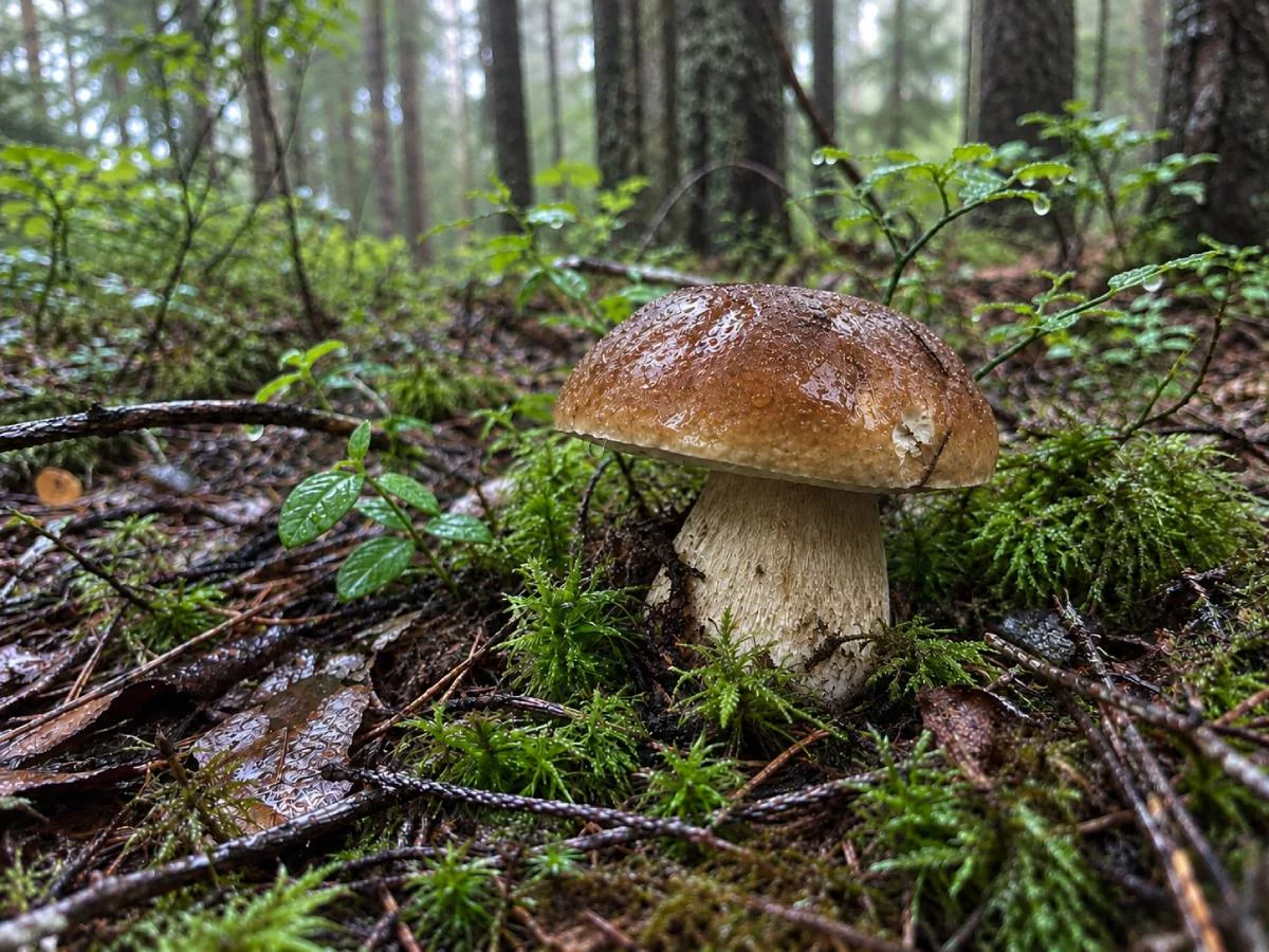 Ile rosną grzyby po deszczu. Jest inaczej niż sądzimy