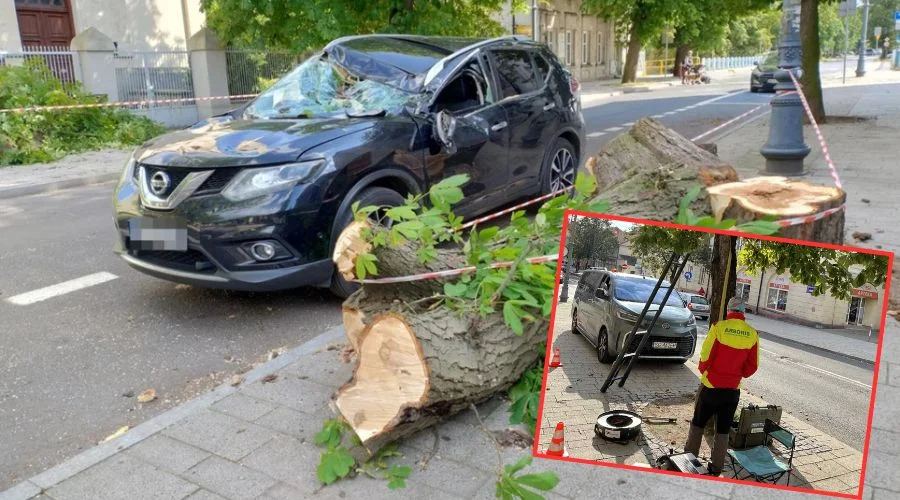 Mogą usunąć część drzew w centrum miasta. Niedawno jedno z nich runęło na samochód