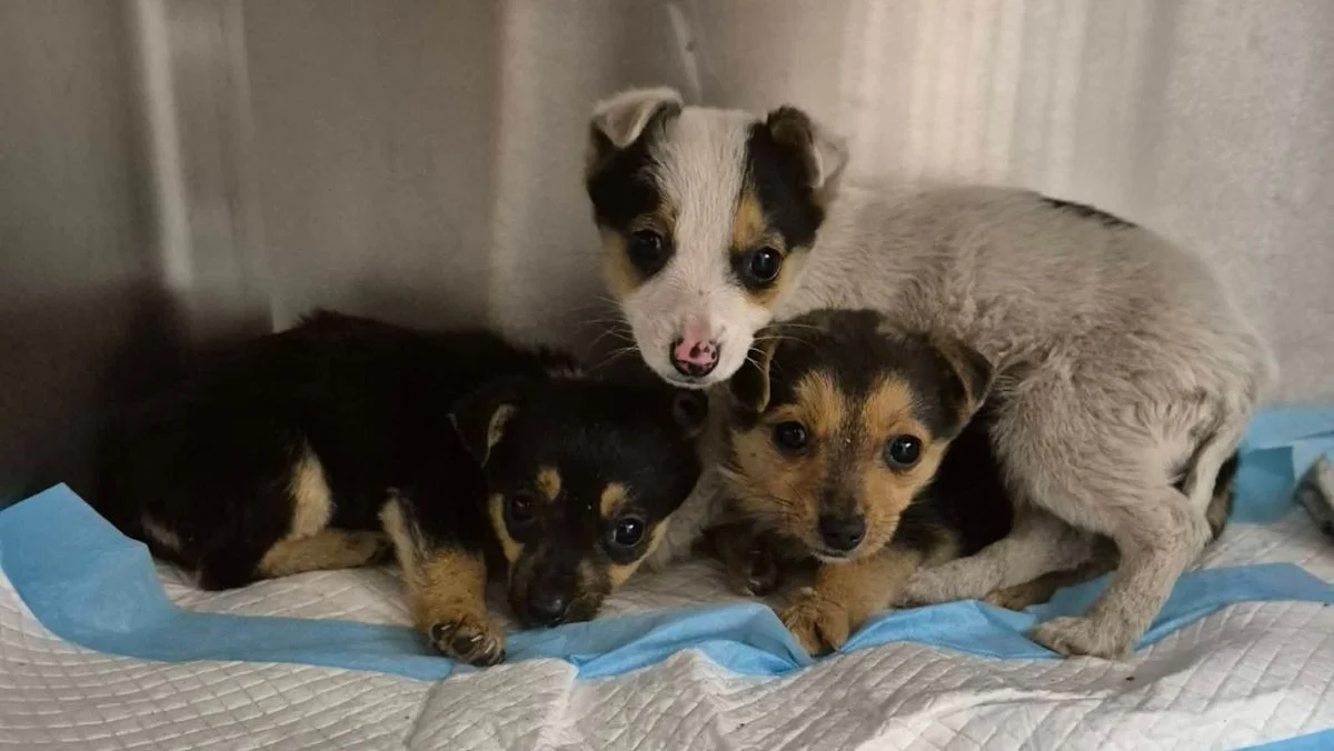 Pilne działania inspektorów. Szczeniaki były o krok od zamarznięcia