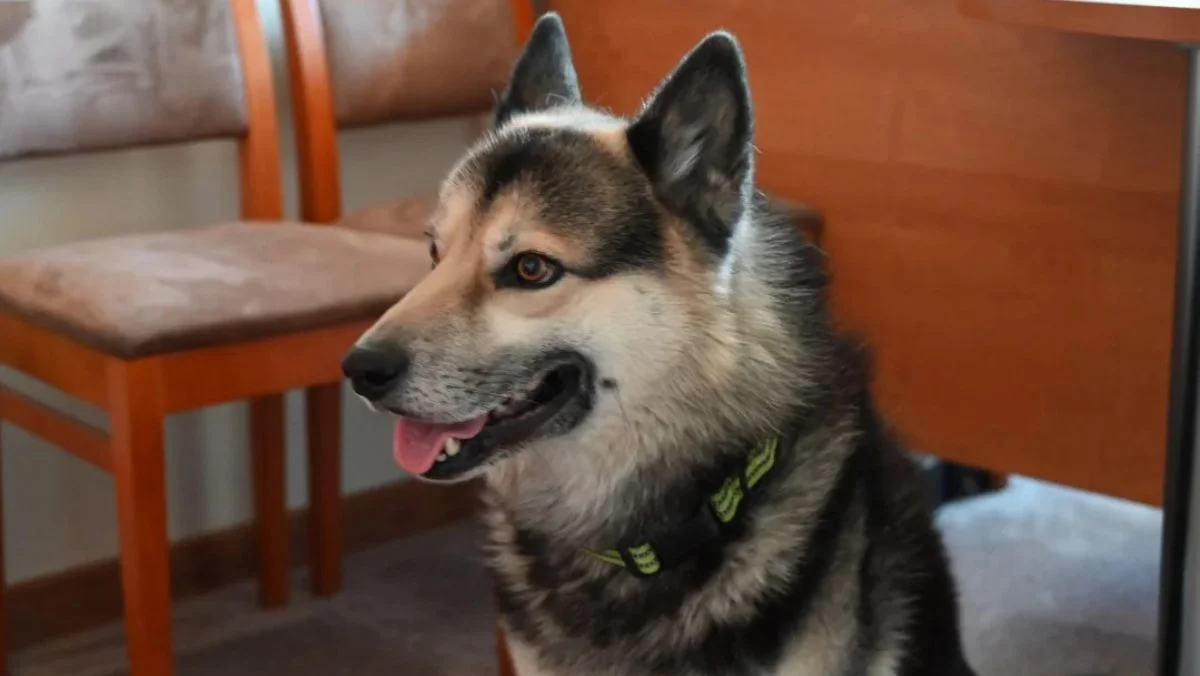 Pies zamieszkał w urzędzie, kiedyś żył w strasznych warunkach. Jego historia porusza serca