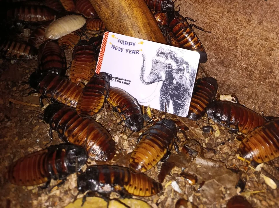 Nieco obrzydliwa akcja w łódzkim Orientarium. Roczna karta tylko dla odważnych