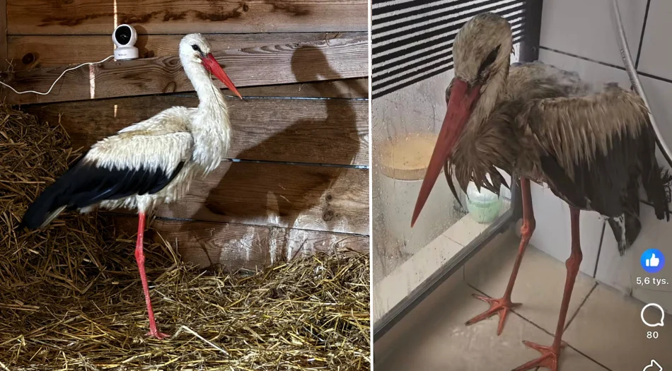 Historia Lolka ma szczęśliwy finał. Ten bocian poruszył nie jedno serce (ZDJĘCIA)