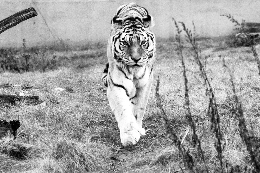 Koniec pewnej epoki w łódzkim zoo. "Żegnaj, kochane Serduszko" [FOTO]