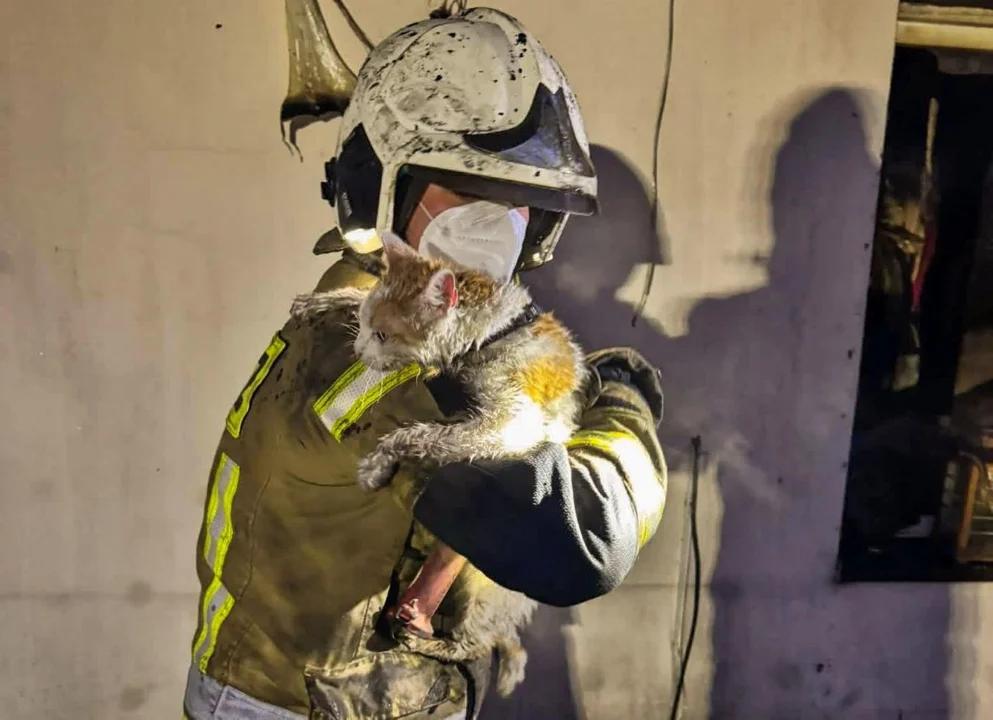 Osmolony bohater ratuje kota z płonącego domu. To zdjęcie poruszyło internet
