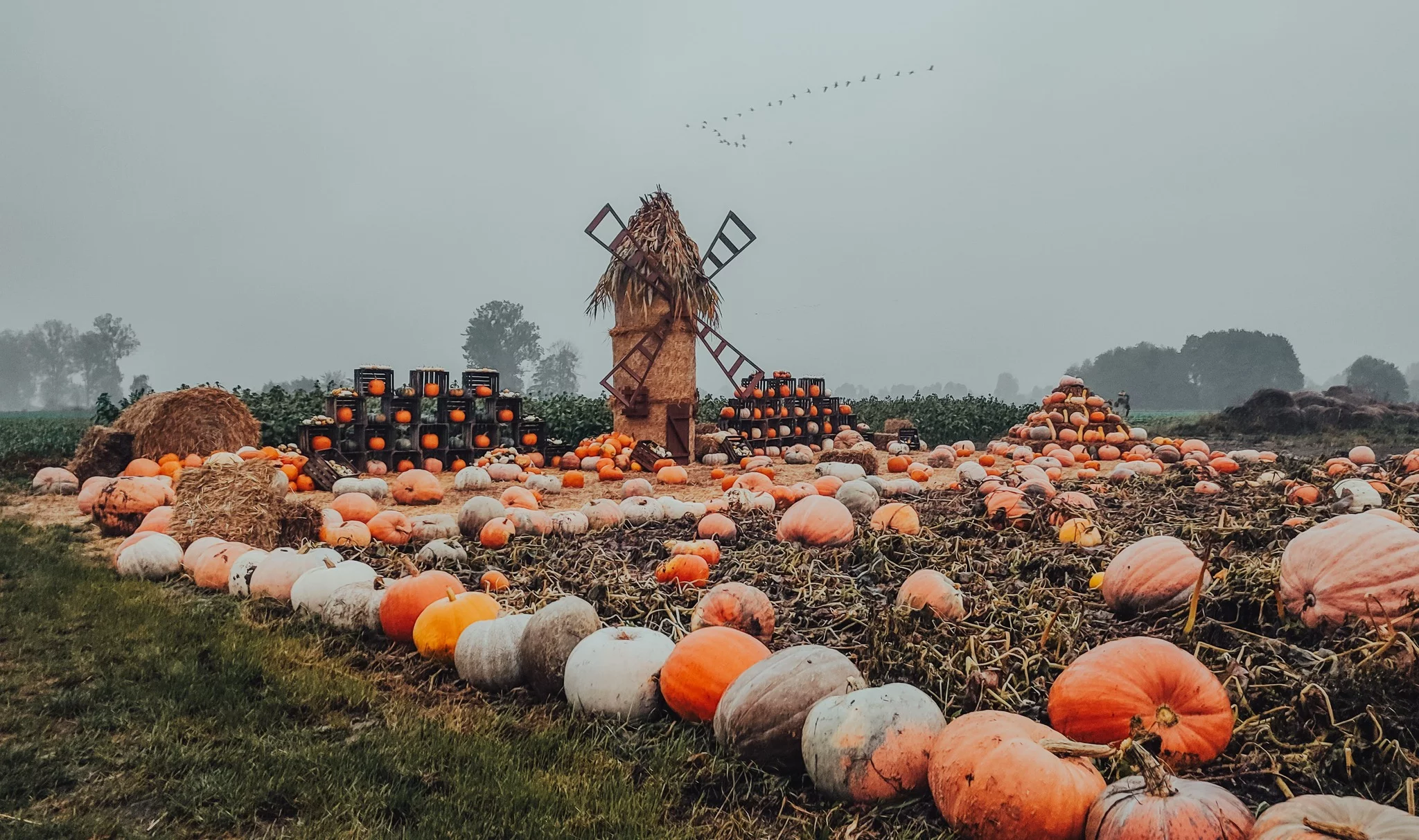 Ostatnie dni, by doświadczyć jesiennej magii. Dyniowa Kraina w okolicy