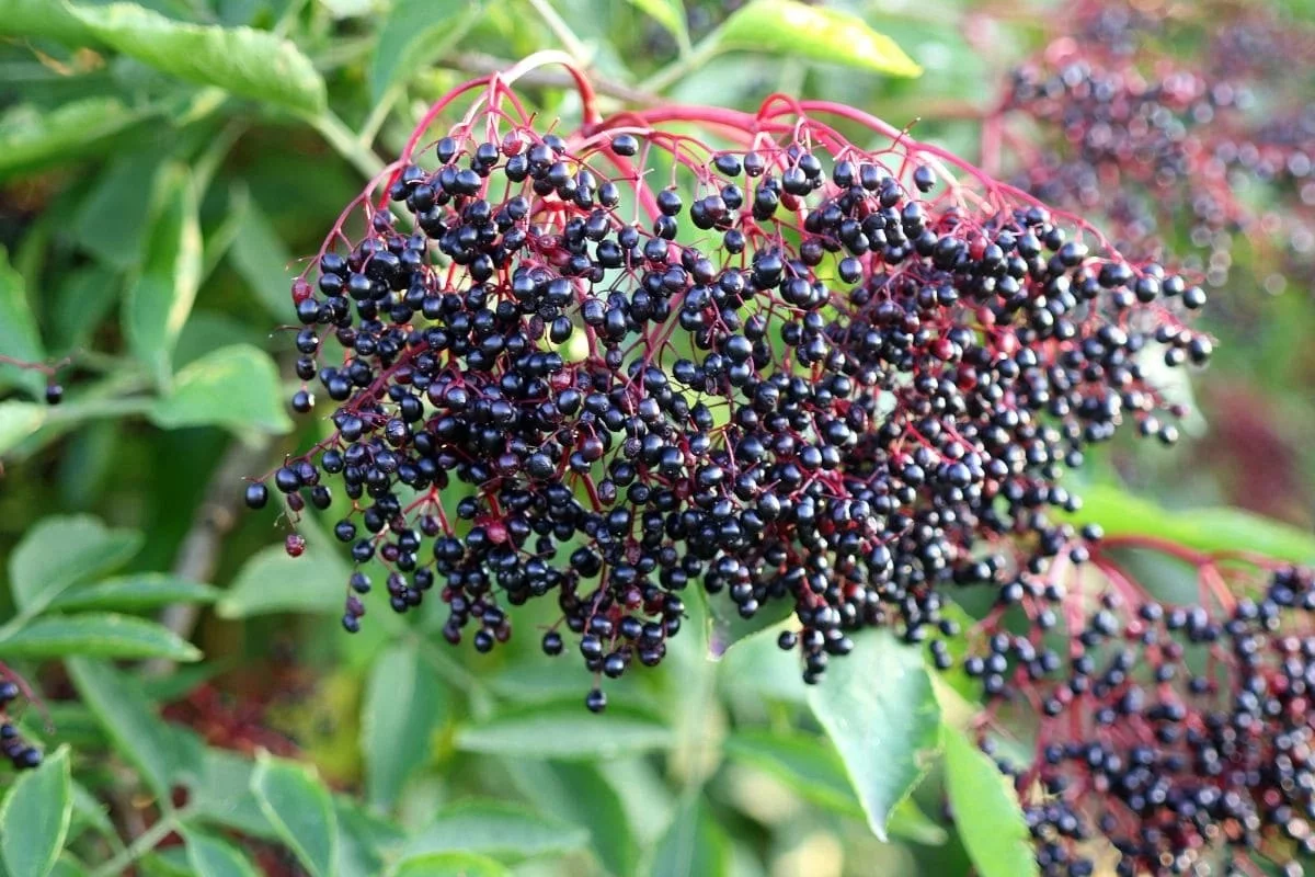 Naturalny antybiotyk rośnie tuż pod Kutnem, a w aptece kosztuje krocie. Bezpieczne miejsca na zbiory i hitowy przepis