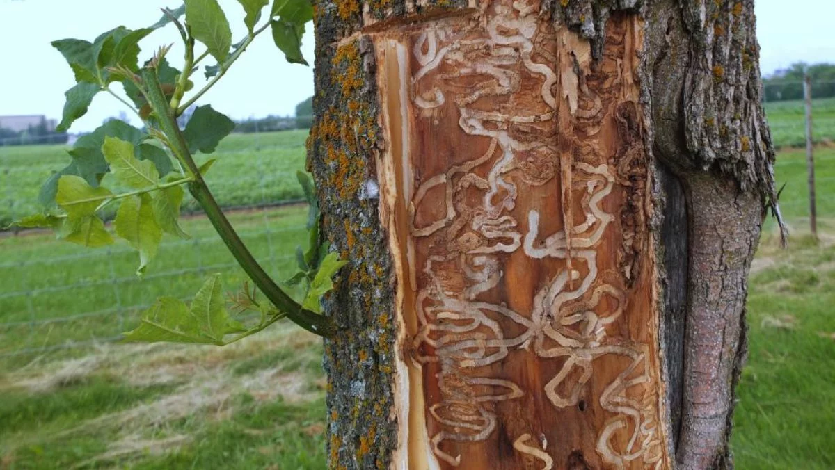 Zostało tylko około 100 km. Groźny szkodnik zbliża się do Polski i może siać spustoszenie wśród drzew