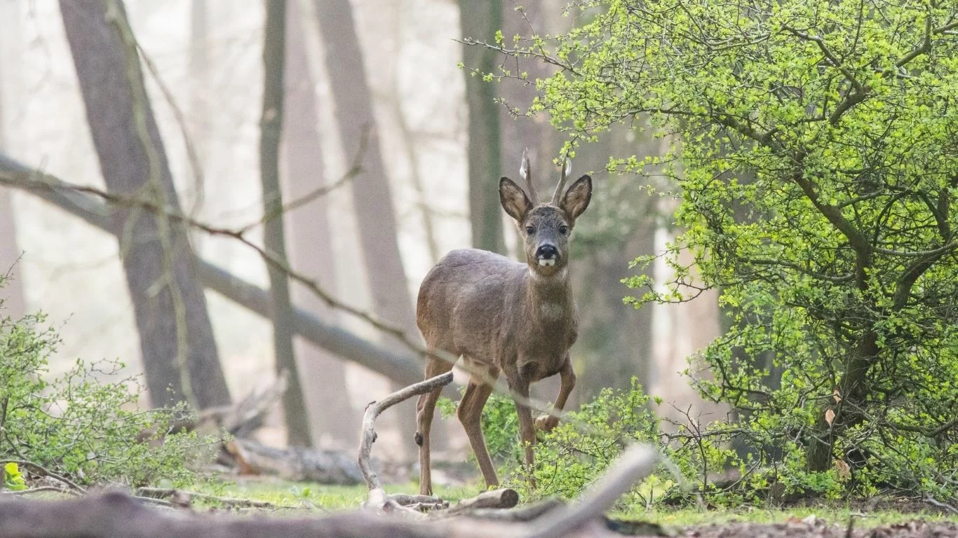 Potrąciłeś zwierzę na drodze i uciekłeś? Grozi Ci surowa kara i gigantyczna grzywna