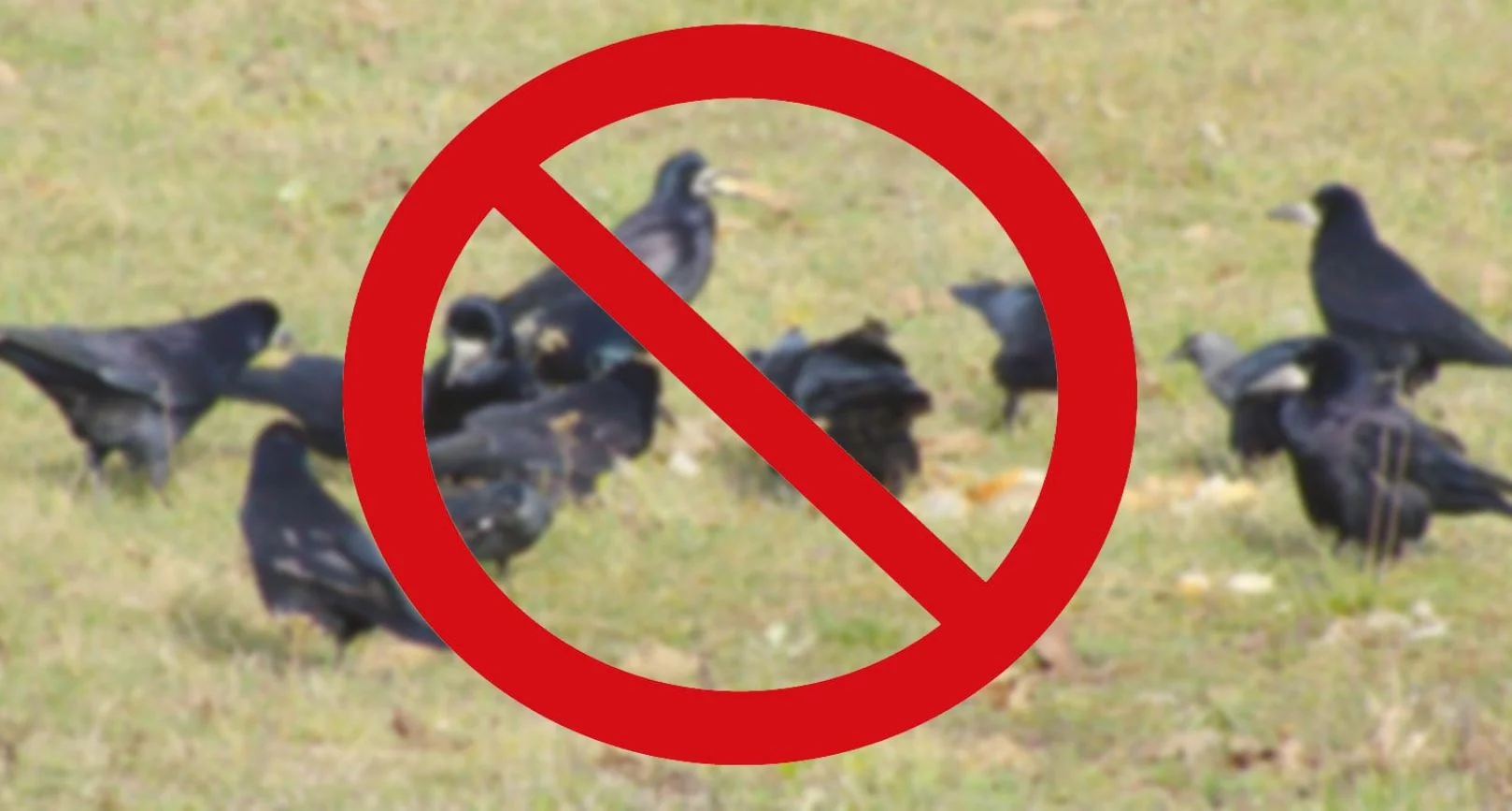 Ich populacja niknie w oczach. Specjaliści alarmują: "Za 20 lat tego gatunku może już w Polsce nie być"