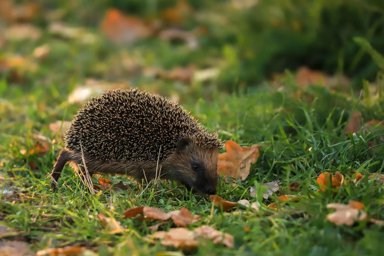 Jeże potrzebują pomocy. Ośrodek apeluje o karmę dla podopiecznych