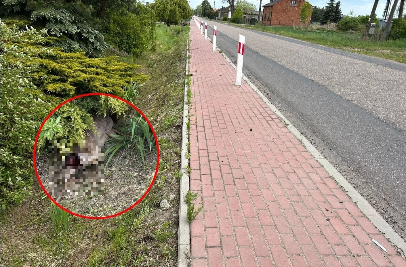 Potrącił sarnę i uciekł. Zwierzę nie przeżyło