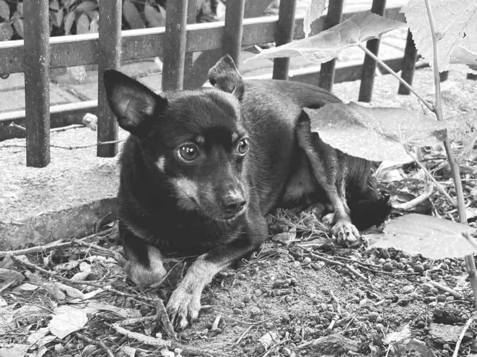 Incydent w płockim hotelu dla zwierząt? "Pies zakończył życie pod kołami auta!"