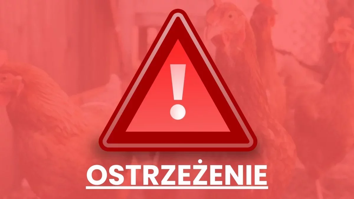 Ogniska choroby na Mazowszu! Wojewoda zadecydował: nie będzie targów, wystaw ani konkursów