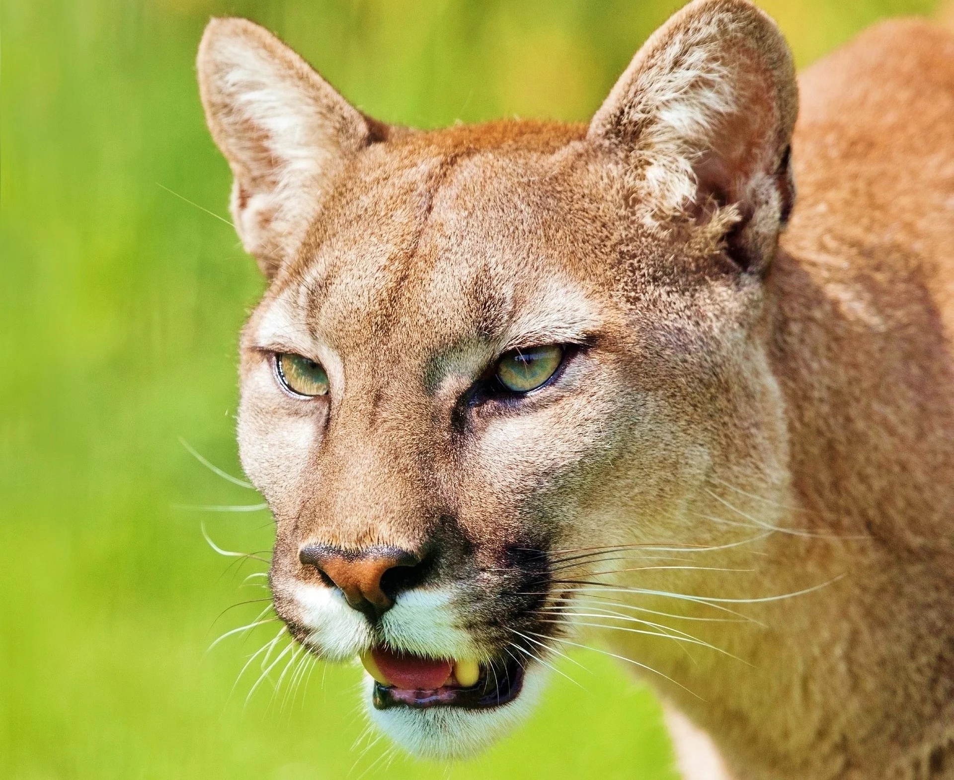 Służby alarmują: na Mazowszu grasuje puma! Uważajcie na dzieci