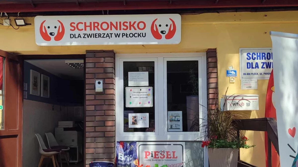 Schronisko niedługo może trafić w ręce miasta. Skąd taka decyzja?