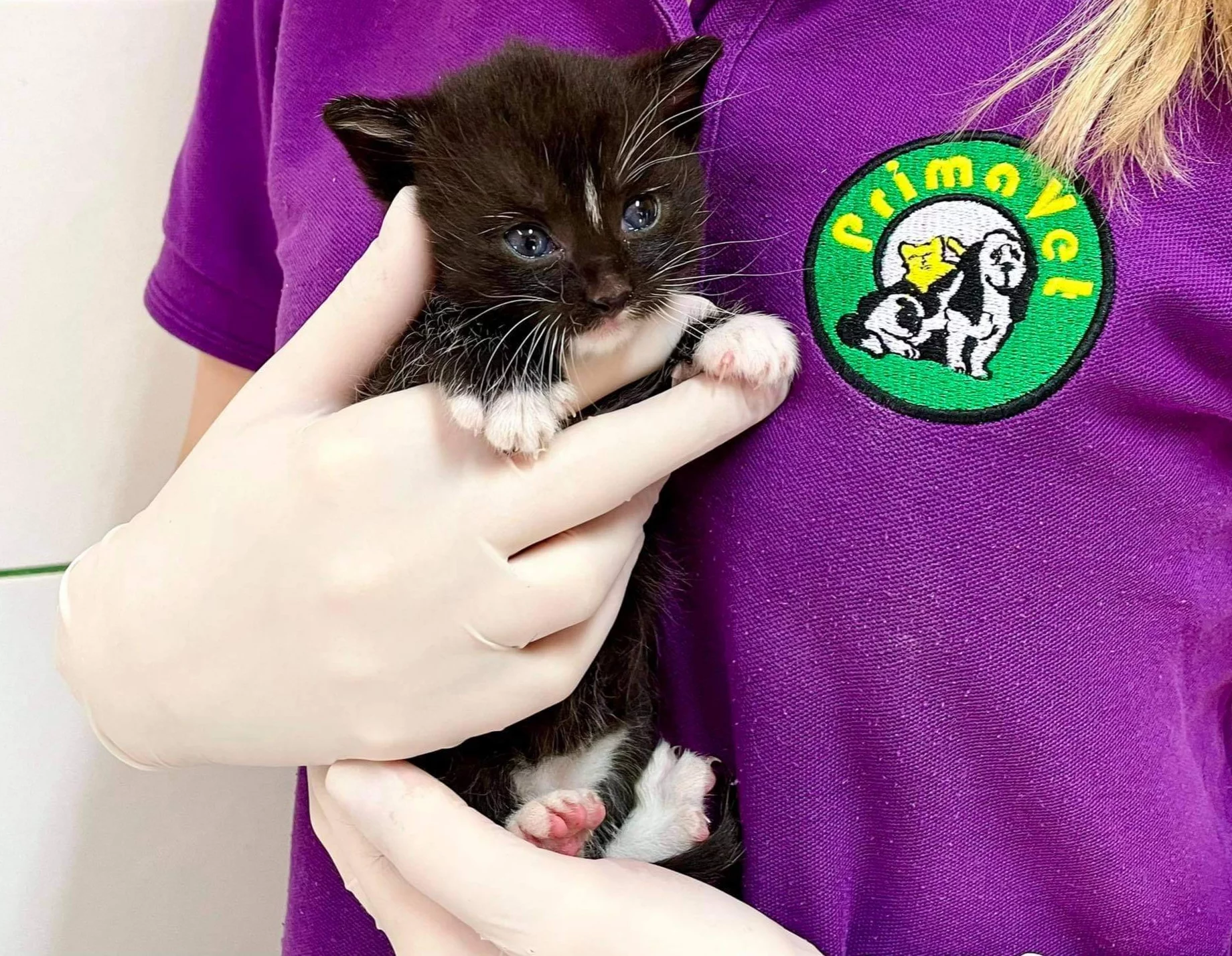 Przychodnia Primavet z pionierską misją dla zwierząt. Edukacja zamiast leczenia bólu 2025-2035r.