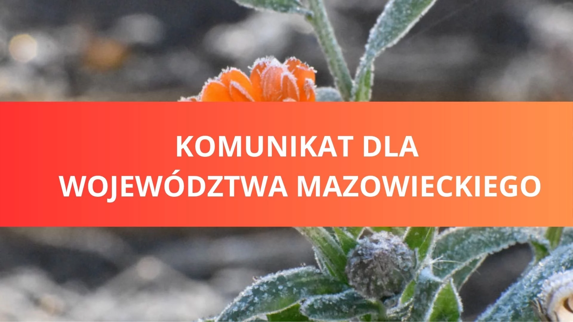 Zacznie się już jutro. Zimni Ogrodnicy nadciągają nad Mazowsze