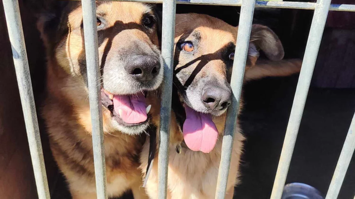 Dramatyczny apel płockiego schroniska. „Tylko Wy możecie pomóc!”