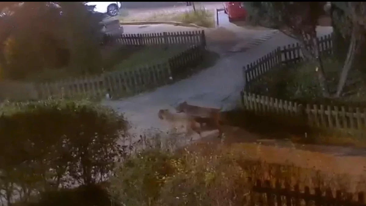 Agresywne psy znów zaatakowały. Straż miejska zapowiada stanowcze kroki