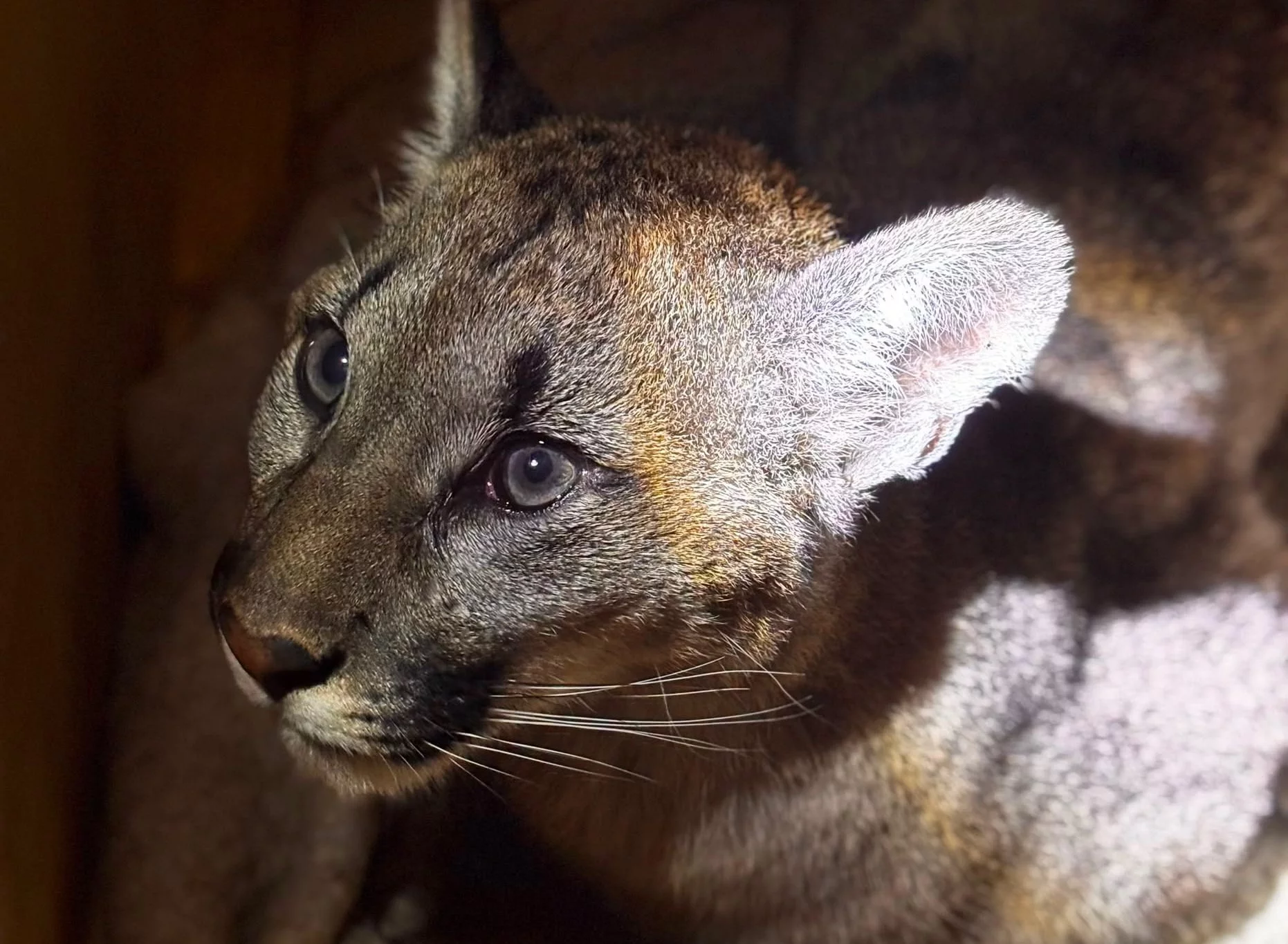 Jedna puma w Polsce już schwytana. Druga to oszustwo, ta z Mazowsza to duży, domowy kot. Ale jest nowy trop!