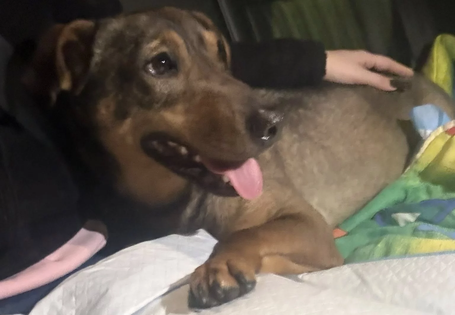 Miał wrócić do schroniska. Zaginął i został potrącony. "Składamy zawiadomienie o możliwości popełnienia przestępstwa"