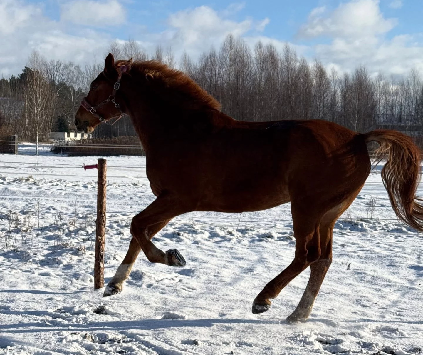 Szok pod Płockiem! W szalonej akcji pomogło ponad 17 tysięcy osób! Są pieniądze na ziemię dla koni Różalandu